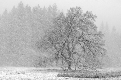 Black Oak In Snowstorm
